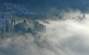 mystical foggy forest in winter