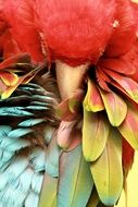 Colorful tropical parrot is sleeping