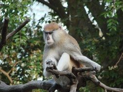 monkey sits on the tree in the zoo