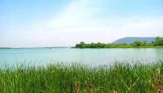 green lush grass grows along the lake