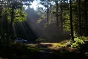 jeep in the thicket of the forest under the rays of the morning sun