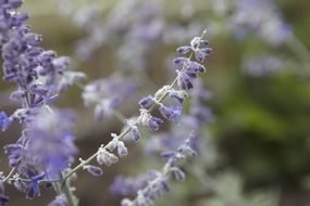 purple lavender flowers in summer
