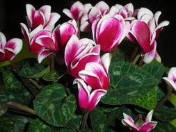 purple white cyclamen flowers