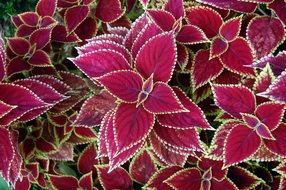 Beautiful colorful ornamental flowers close-up