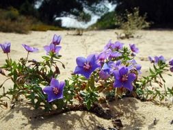 Purple flowers on sand in nature