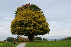 autumn tree in park