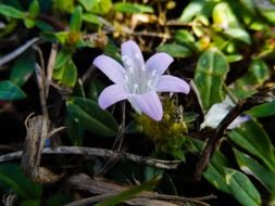 beauty gentle florida wildflower