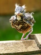 red robin chick on the roof