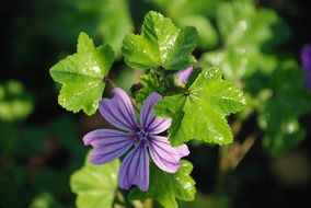 purple flower in bloom closeup