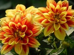 bright buds of dahlias