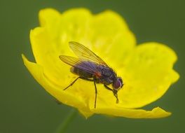 the fly sits on a yellow flower