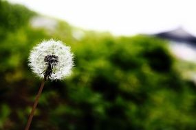 macro photo of Dandelion with seeds on a blurred green background