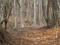 trunks of trees of the autumn forest