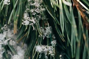 Frozen green plants