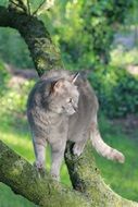 grey cat on tree