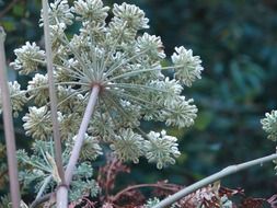 plant seed head