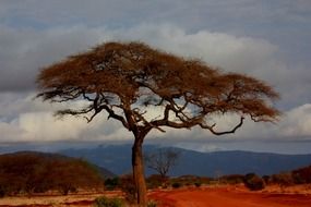 wide dry tree at scenic landscape, Kenya