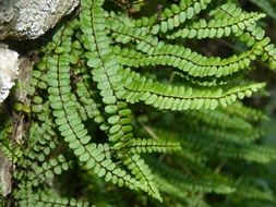 Fern in a forest