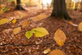 branch of a autumn forest close up on a blurred background