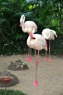 pink flamingo at the site at the zoo