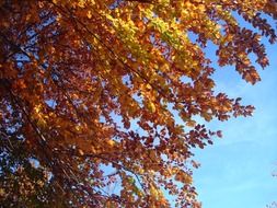 autumn forest yellow leaves in the blue sky