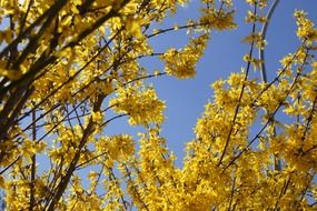 yellow forsythia