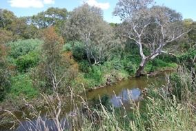 creek among trees and bushes