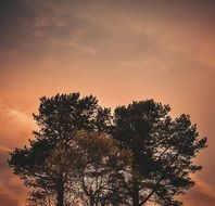 Tree and orange sky