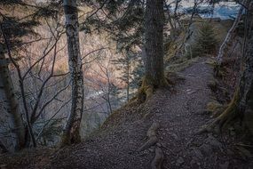 autumn bared trees landscape path