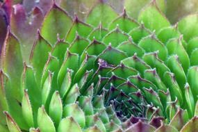irresistible succulent plant