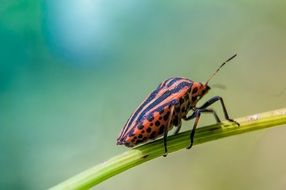 Beetle in the wildlife