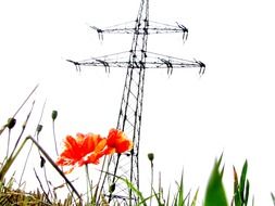 poppy blossom nature scenery