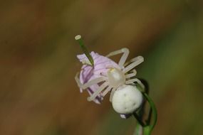 white spider on the meadow flower