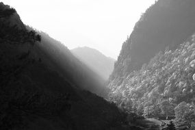 Black and white photo of hills with trees