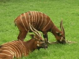 endangered antelopes of central africa