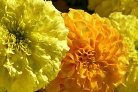yellow and orange chrysanthemums close-up