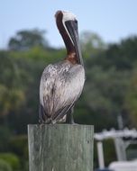 Wild pelican bird