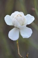 Macro photo of White rose flower