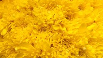 A lot of the yellow flowers in spring