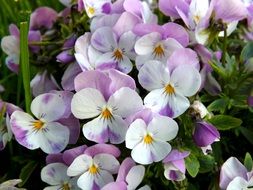 violets or pansies