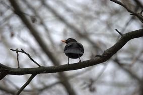 thrush blackbird ona tree branch