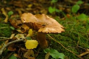 paxillus rubicundulus mushroom in a forest
