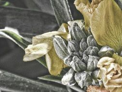 dried autumn leaves