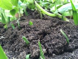 Soil with green plants