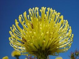 golden banksia flower against the blue sky