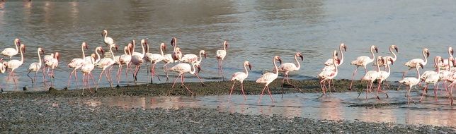 flamingos flock walking in the beach