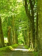 road through old tall forest at summer