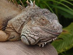 brown iguana on a bench