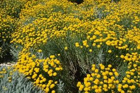 Beautiful blooming yellow flowers on the fields