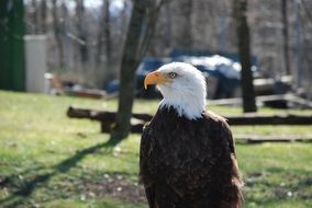 striking bald eagles